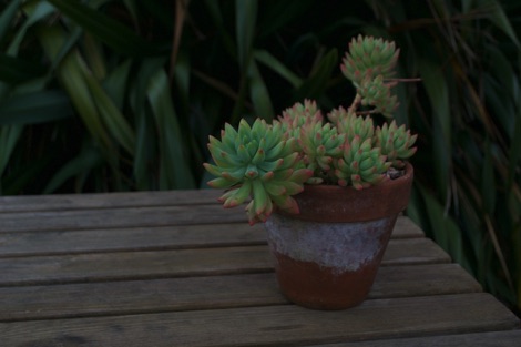 Logan Botanic Gardens conservatory detail